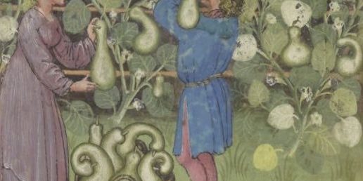 Courge-manuscrit-medieval-bnf-msl 9333-les-causeries-culinaires-recettes-ancetres-boutique-cours-cuisine-histoire Courge-manuscrit-medieval-bnf-msl 9333-les-causeries-culinaires-recettes-ancetres-boutique-cours-cuisine-histoire