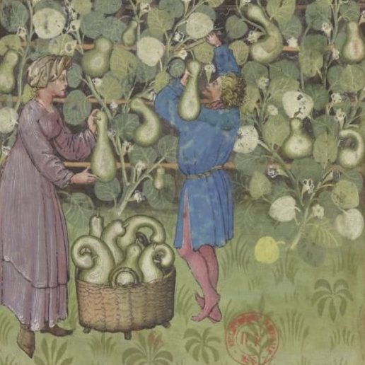 Courge-manuscrit-medieval-bnf-msl 9333-les-causeries-culinaires-recettes-ancetres-boutique-cours-cuisine-histoire Courge-manuscrit-medieval-bnf-msl 9333-les-causeries-culinaires-recettes-ancetres-boutique-cours-cuisine-histoire