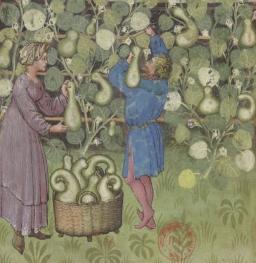 Courge-manuscrit-medieval-bnf-msl 9333-les-causeries-culinaires-recettes-ancetres-boutique-cours-cuisine-histoire