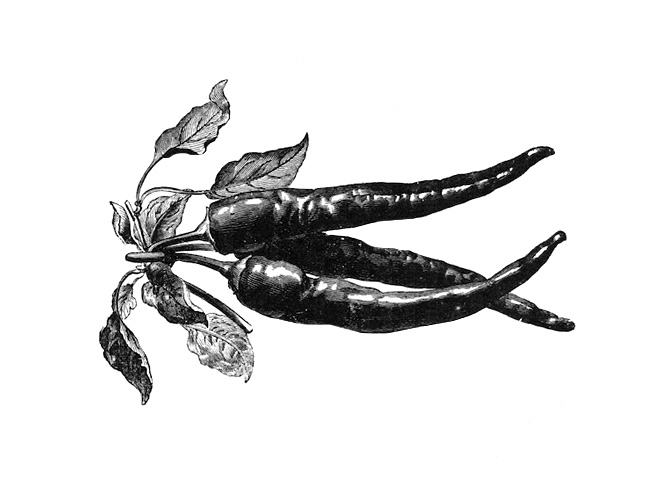 Piments-lithographie-1925-Jumelle-les-causeries-culinaires-recettes-ancetres-boutique-cours-cuisine-histoire