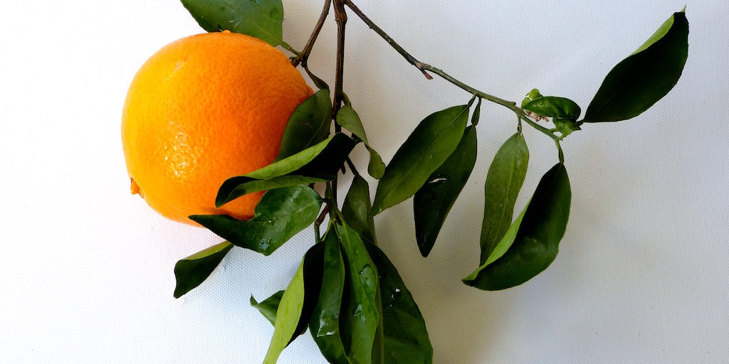 Orange-feuilles-vertes-fond-blanc-les-causeries-culinaires-recettes-ancetres-boutique-cours-cuisine-histoire