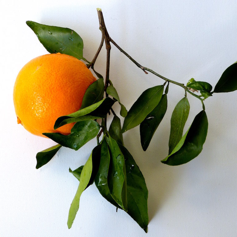Orange-feuilles-vertes-fond-blanc-les-causeries-culinaires-recettes-ancetres-boutique-cours-cuisine-histoire Orange-feuilles-vertes-fond-blanc-les-causeries-culinaires-recettes-ancetres-boutique-cours-cuisine-histoire