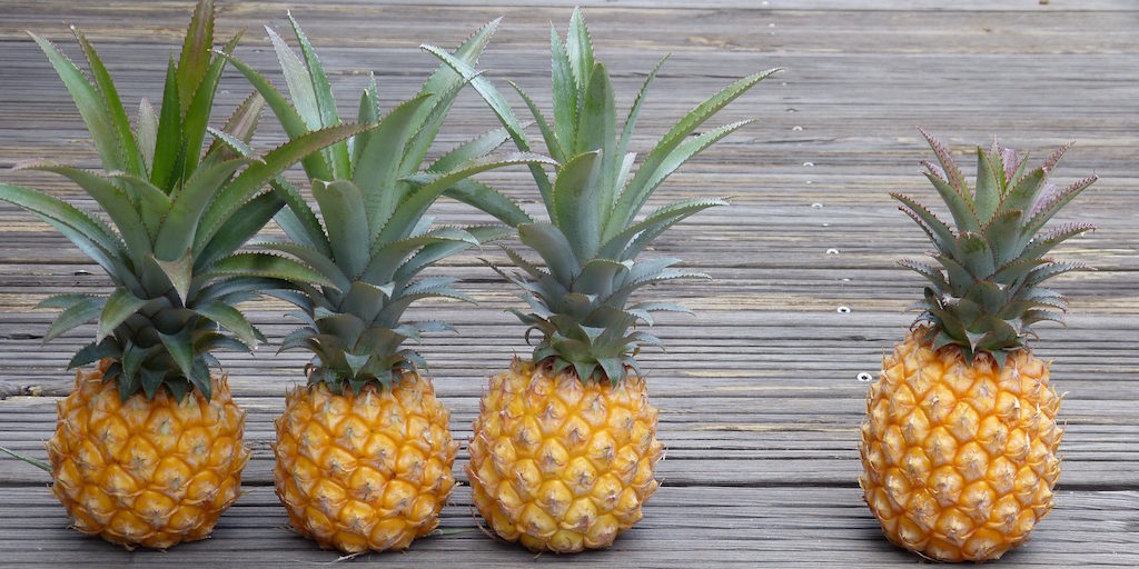 Ananas-victoria-les-causeries-culinaires-recettes-ancetres-boutique-cours-cuisine-histoire Ananas-victoria-les-causeries-culinaires-recettes-ancetres