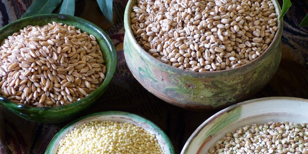 Quatre-pots-de-grains-épeautre-orge-sarrasin-millet