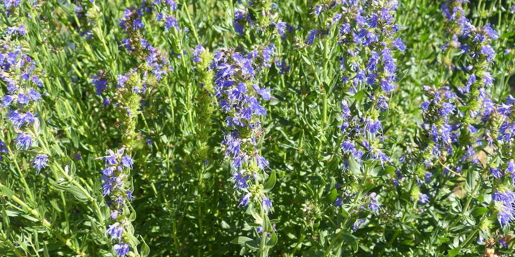Hysope officinale Plant d'hysope avec ses fleurs bleues-violet