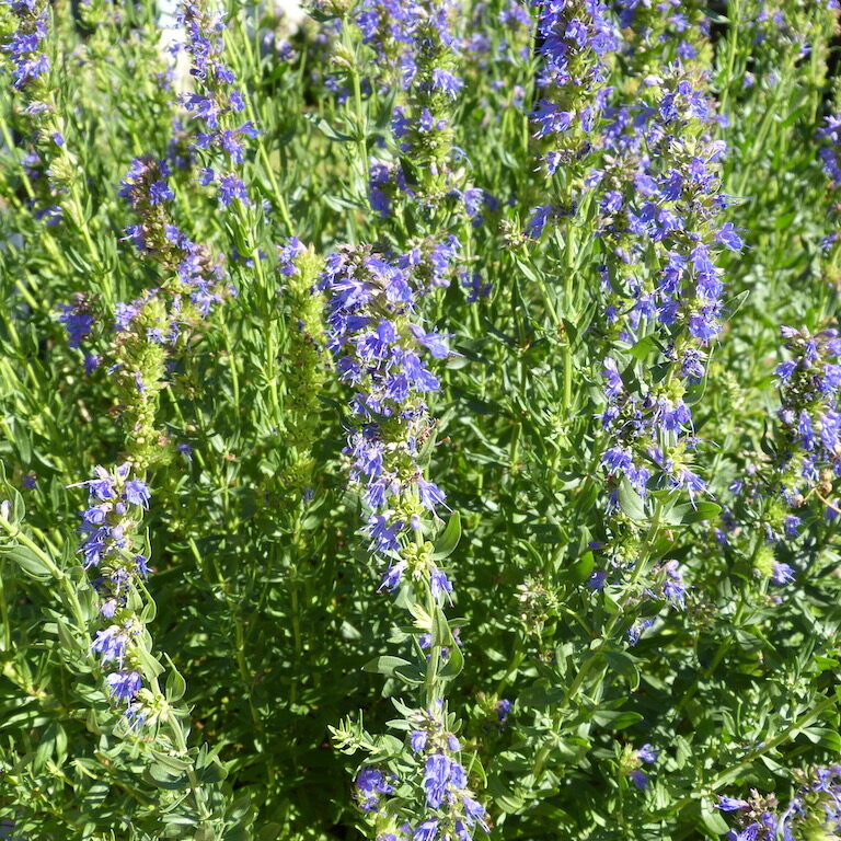 Hysope officinale Plant d'hysope avec ses fleurs bleues-violet