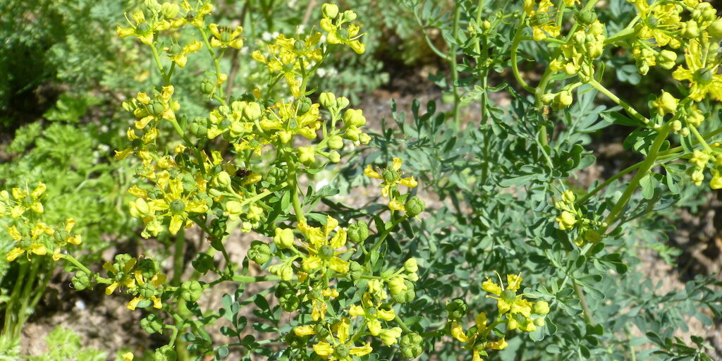 Plant de rue ace ses feuilles bleues-vert et ses fleurs jaune.