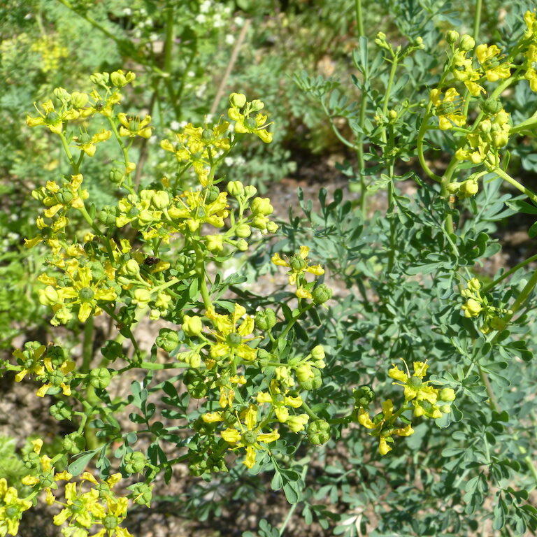 Rue fétide Plant de rue ace ses feuilles bleues-vert et ses fleurs jaune.