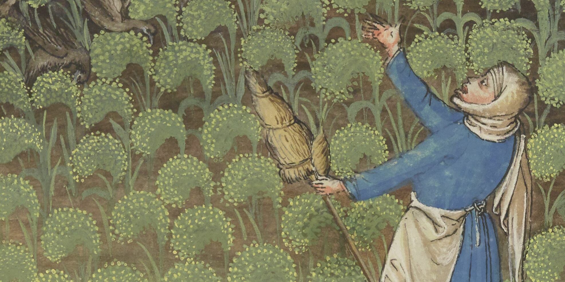 Emluminure représentant un champs de millet au 15e siècle et une paysanne effrayant les oiseaux voleurs.