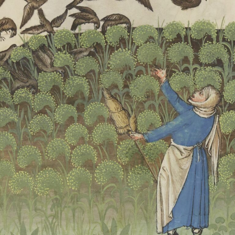IBN_BUTLÂN_Tacuinum_sanitatis__btv1b105072169_102 Emluminure représentant un champs de millet au 15e siècle et une paysanne effrayant les oiseaux voleurs.