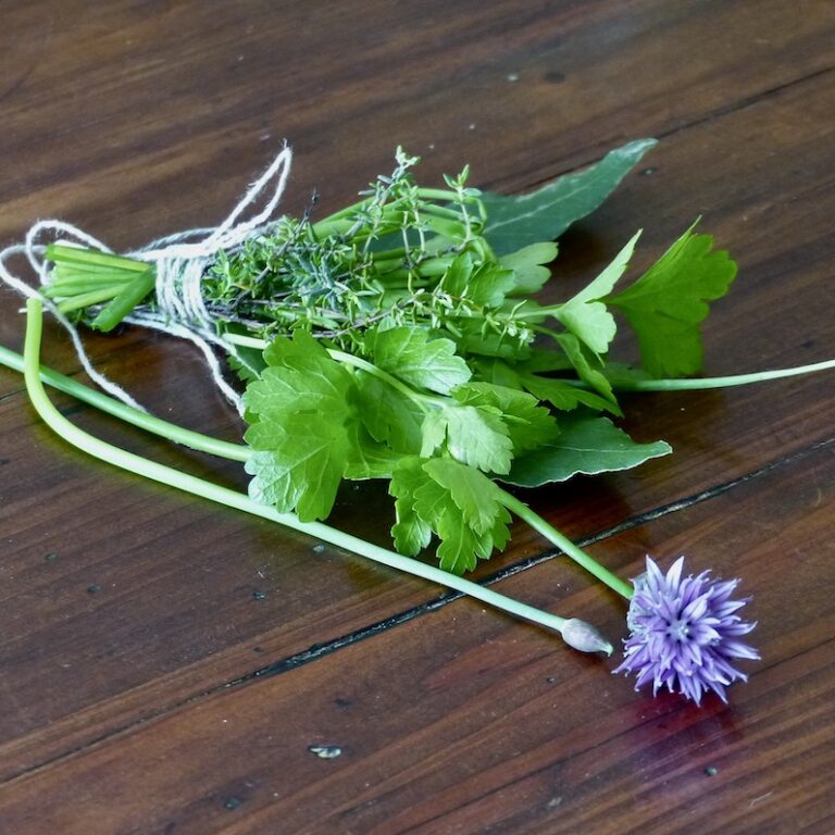 Bouquet-garni-2 un bouquet garni de persil, ciboule, thym et laurier