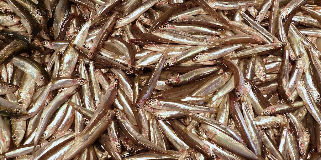 Petits-poisson-Venise Petits poissons sur un étal du marché aux poissons à Venise