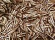 Petits poissons sur un étal du marché aux poissons à Venise